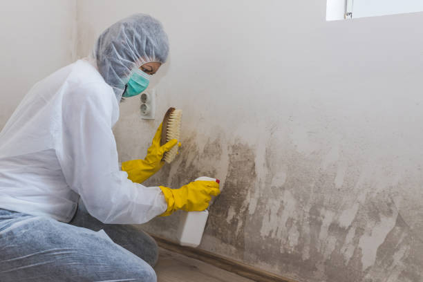 Mold Testing and Removal in Sussex, WI