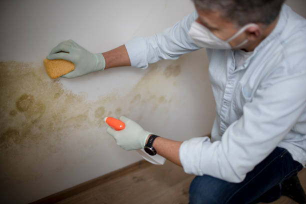 Professional Mold Removal in Sussex, WI