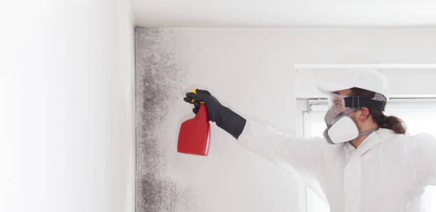 Best Certified Mold Removal  in Sussex, WI