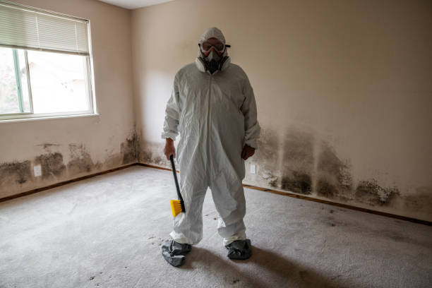 Best Attic Mold Removal  in Sussex, WI