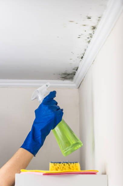 Best Mold Damage Repair  in Sussex, WI