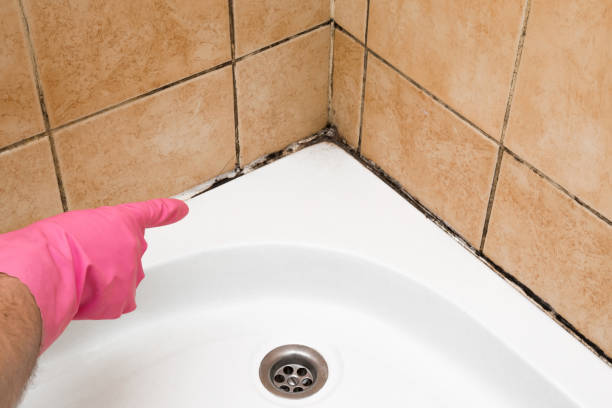 Best Fast Mold Removal  in Sussex, WI